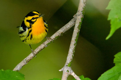 Blackburnian Warbler Picture @ Kiwifoto.com