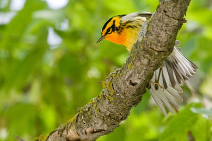 Blackburnian Warbler Image @ Kiwifoto.com