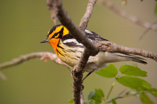 Blackburnian Warbler Image @ Kiwifoto.com