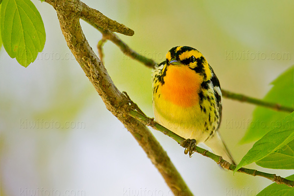 Blackburnian Warbler Photo @ Kiwifoto.com