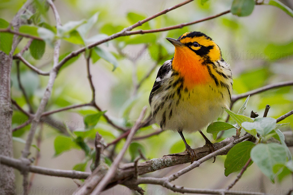 Blackburnian Warbler Photo @ Kiwifoto.com