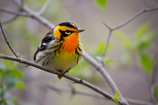 Blackburnian Warbler Picture @ Kiwifoto.com