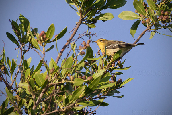 Blackburnian Warbler Picture @ Kiwifoto.com