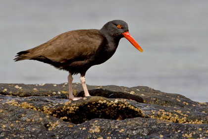 Blackish Oystercatcher Image @ Kiwifoto.com