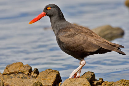 Blackish Oystercatcher Photo @ Kiwifoto.com