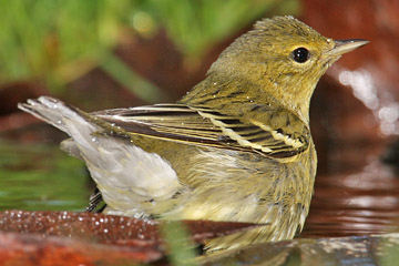 Blackpoll Warbler Image @ Kiwifoto.com