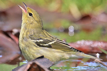 Blackpoll Warbler Image @ Kiwifoto.com