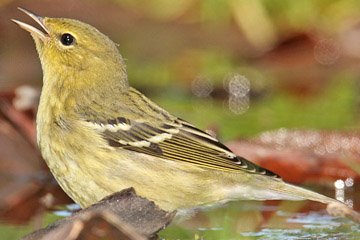 Blackpoll Warbler Image @ Kiwifoto.com