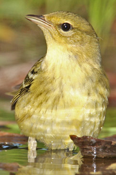 Blackpoll Warbler Image @ Kiwifoto.com