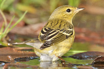 Blackpoll Warbler Picture @ Kiwifoto.com