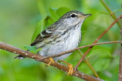 Blackpoll Warbler Blackpoll Warbler