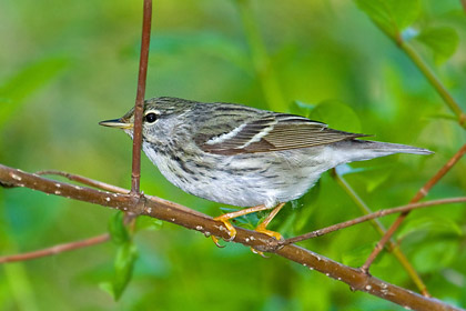 Blackpoll Warbler Photo @ Kiwifoto.com