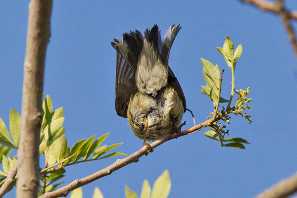 Blackpoll Warbler Image @ Kiwifoto.com