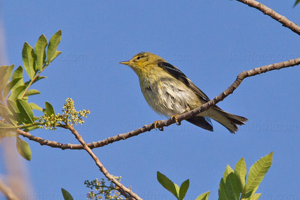 Blackpoll Warbler Picture @ Kiwifoto.com