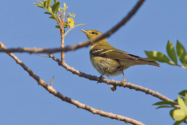 Blackpoll Warbler Image @ Kiwifoto.com