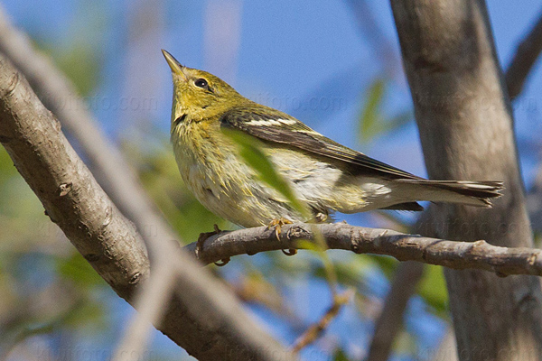 Blackpoll Warbler Image @ Kiwifoto.com