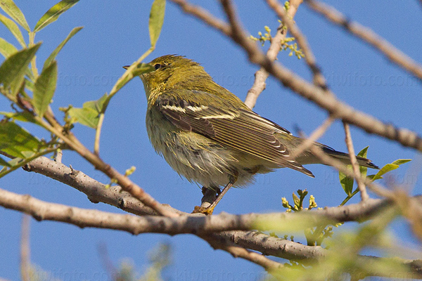 Blackpoll Warbler Image @ Kiwifoto.com