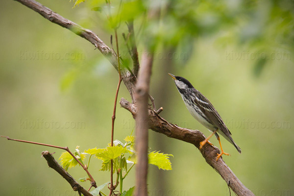 Blackpoll Warbler Image @ Kiwifoto.com