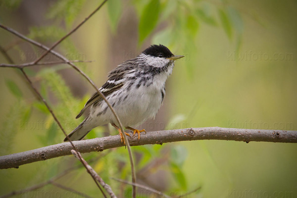 Blackpoll Warbler Image @ Kiwifoto.com