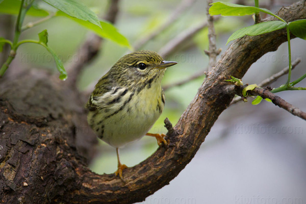 Blackpoll Warbler Image @ Kiwifoto.com