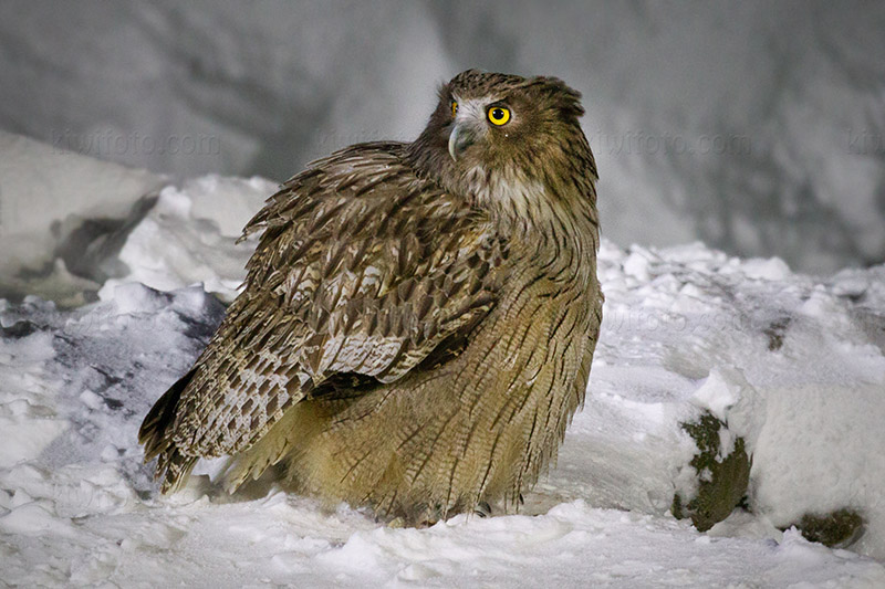 Blakiston's Fish-owl Photo @ Kiwifoto.com
