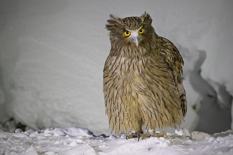 Blakiston's Fish-owl Picture @ Kiwifoto.com
