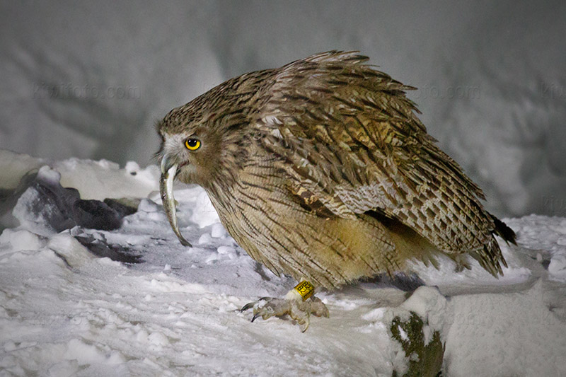 Blakiston's Fish-owl Photo @ Kiwifoto.com