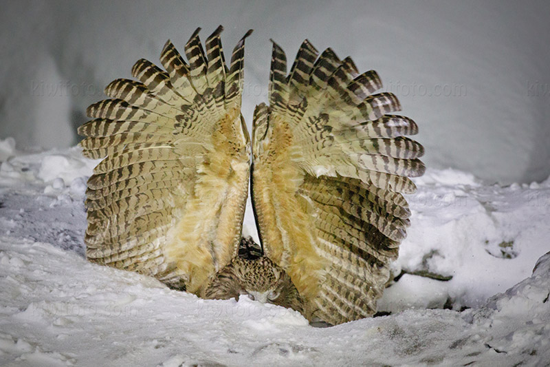 Blakiston's Fish-owl Photo @ Kiwifoto.com