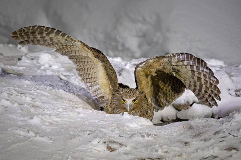 Blakiston's Fish-owl Image @ Kiwifoto.com