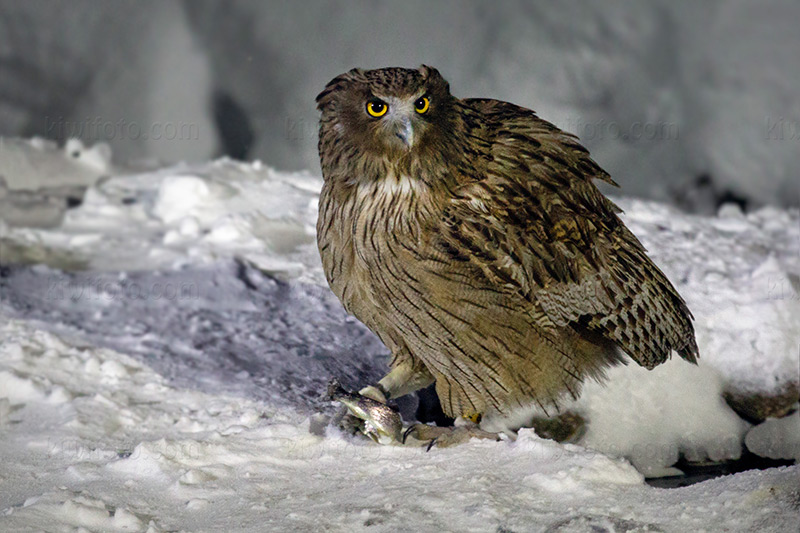 Blakiston's Fish-owl Photo @ Kiwifoto.com
