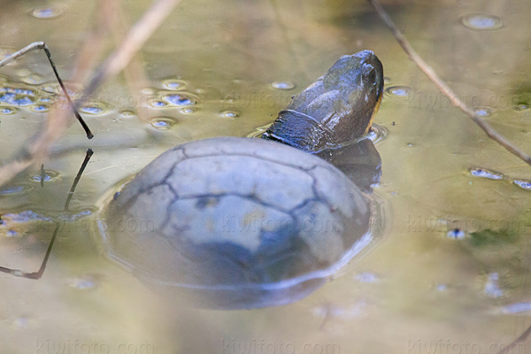 Blandings Turtle