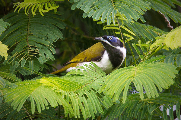 Blue-faced Honeyeater Image @ Kiwifoto.com