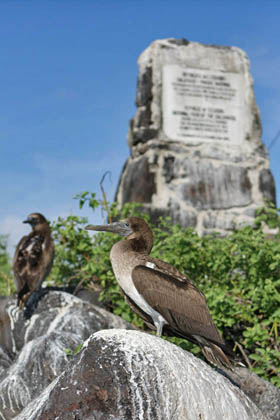 Blue-footed Booby Image @ Kiwifoto.com