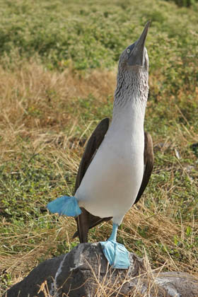 Blue-footed Booby Image @ Kiwifoto.com