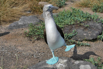 Blue-footed Booby Image @ Kiwifoto.com