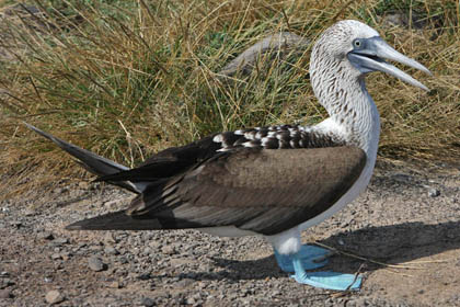 Blue-footed Booby Photo @ Kiwifoto.com