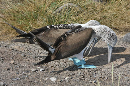 Blue-footed Booby Picture @ Kiwifoto.com