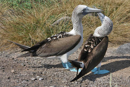 Blue-footed Booby Image @ Kiwifoto.com