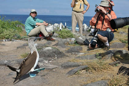 Blue-footed Booby Image @ Kiwifoto.com