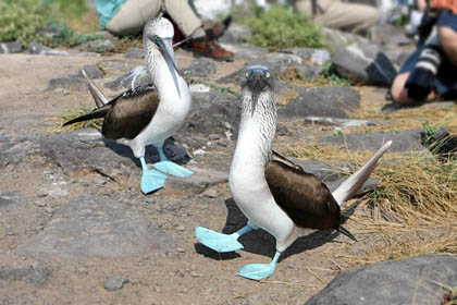 Blue-footed Booby Picture @ Kiwifoto.com