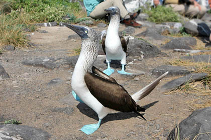 Blue-footed Booby Picture @ Kiwifoto.com