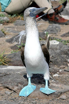 Blue-footed Booby Image @ Kiwifoto.com