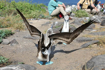 Blue-footed Booby Image @ Kiwifoto.com