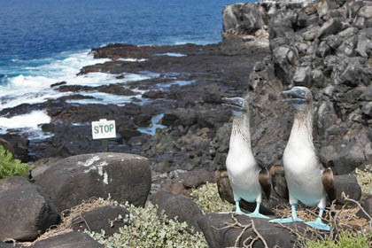 Blue-footed Booby Photo @ Kiwifoto.com