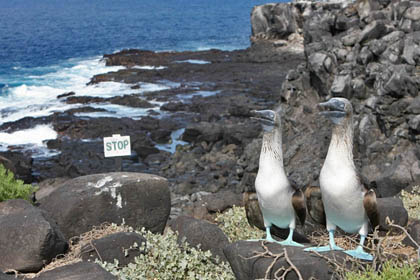 Blue-footed Booby Image @ Kiwifoto.com