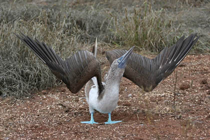 Blue-footed Booby Image @ Kiwifoto.com
