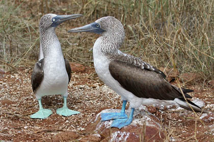 Blue-footed Booby Image @ Kiwifoto.com