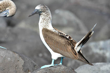 Blue-footed Booby Image @ Kiwifoto.com