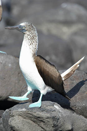 Blue-footed Booby Image @ Kiwifoto.com