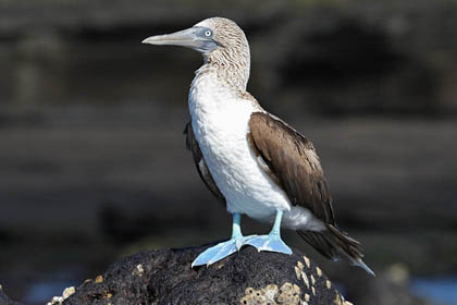 Blue-footed Booby Photo @ Kiwifoto.com